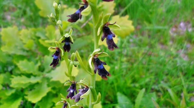 Orchideen-Café 2019 - am 18. bis 30. Mai 2019 öffnet dieses Jahr auch wieder das Orchideen-Café in Krawinkel .... !