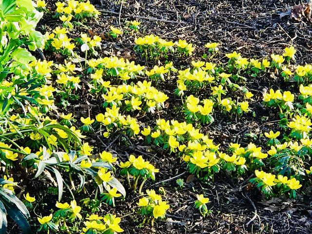 16. Februar 2019.  II. Im Stadtpark Hannover am Congress Center.