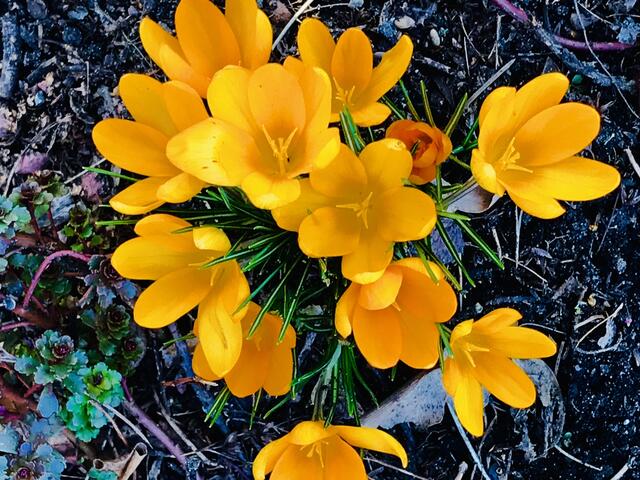 16. Februar 2019.  II. Im Stadtpark Hannover am Congress Center.