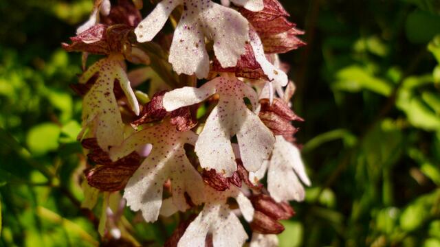 Orchideen-Café 2019 - am 18. bis 30. Mai 2019 öffnet dieses Jahr auch wieder das Orchideen-Café in Krawinkel .... !