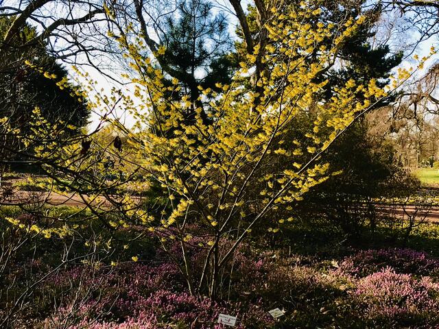 16. Februar 2019.  II. Im Stadtpark Hannover am Congress Center.
