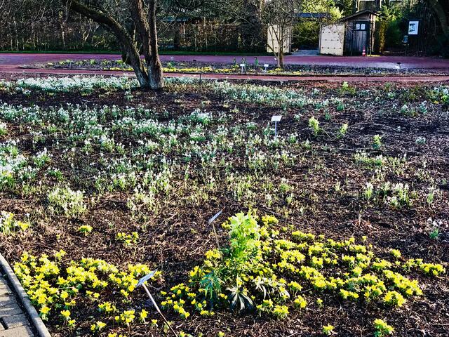 16. Februar 2019.  II. Im Stadtpark Hannover am Congress Center.