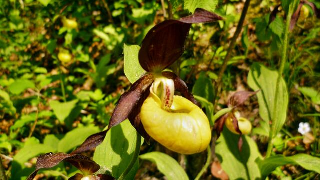 Orchideen-Café 2019 - am 18. bis 30. Mai 2019 öffnet dieses Jahr auch wieder das Orchideen-Café in Krawinkel .... !