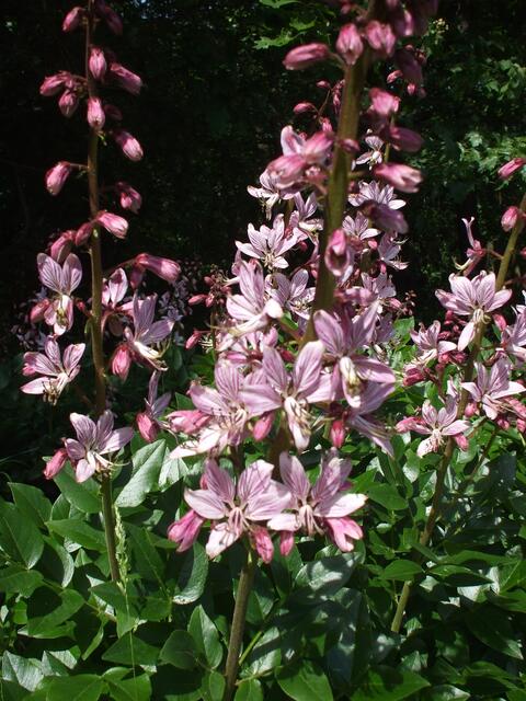 Vom 18. bis 30. Mai 2019 öffnet dieses Jahr auch wieder das Orchideen-Café in Krawinkel .... !