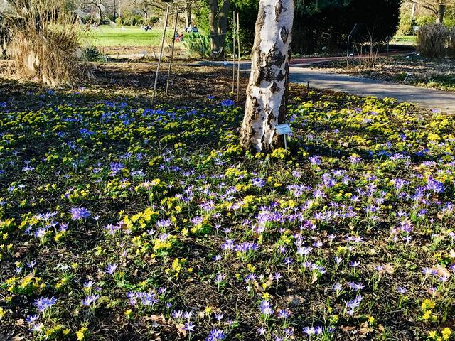 16. Februar 2019.  II. Im Stadtpark Hannover am Congress Center.