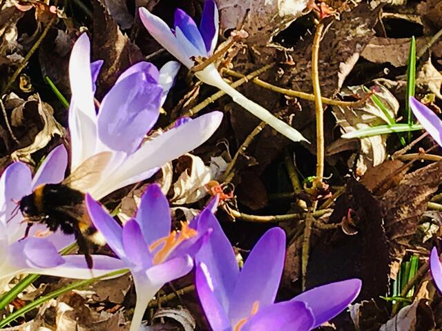 16. Februar 2019.  II. Im Stadtpark Hannover am Congress Center.