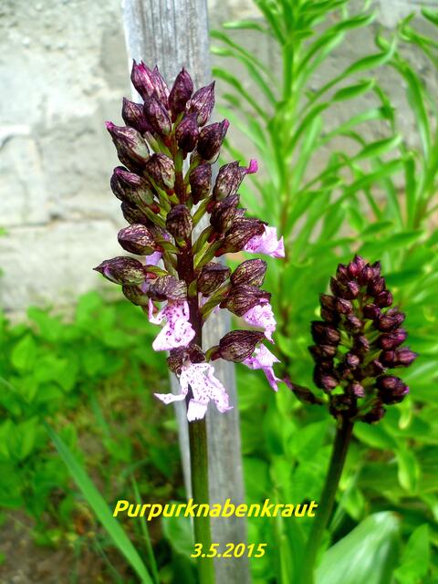 Orchideen-Café 2019 - am 18. bis 30. Mai 2019 öffnet dieses Jahr auch wieder das Orchideen-Café in Krawinkel .... !