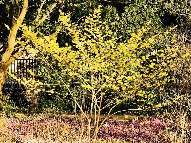 16. Februar 2019.  II. Im Stadtpark Hannover am Congress Center.
