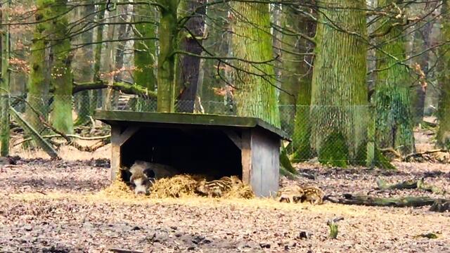 28. Februar 2019.  Im Tiergarten in  Hannover. Frischlinge.