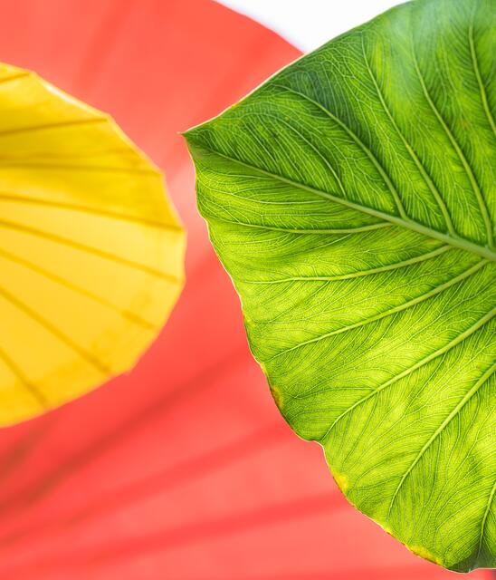 Grünes Blatt vor bunten Schirmen