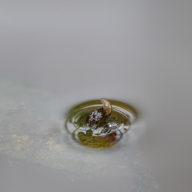 Luftblase auf Teich