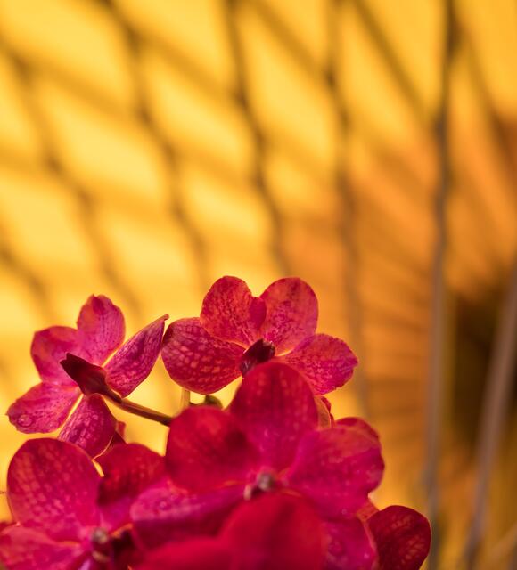Rote Orchidee vor gelben Schirm