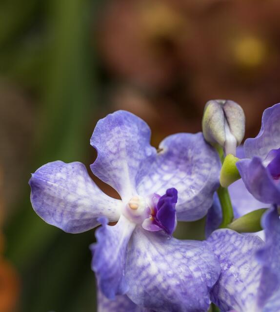 Orchidee in violett und weiß