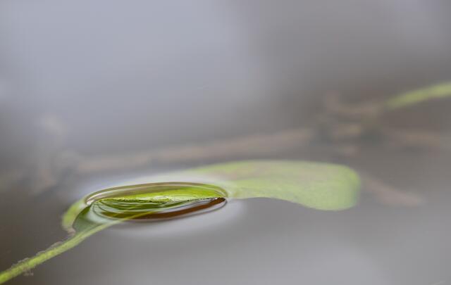 Spiegelung in der Blase
