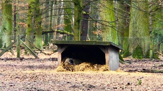 28. Februar 2019.  Im Tiergarten in  Hannover. Frischlinge.