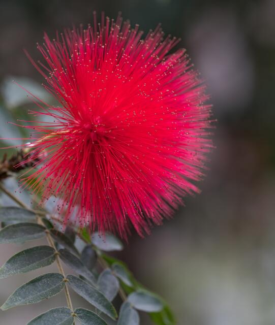Mimosaceae
