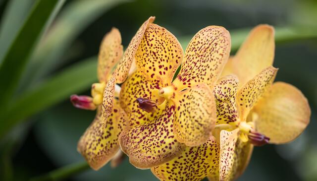 Gelb/Rote Orchidee