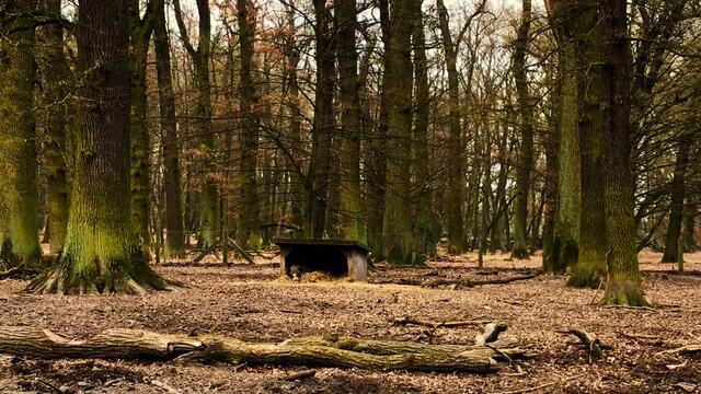 28. Februar 2019.  Im Tiergarten in  Hannover. Frischlinge.
