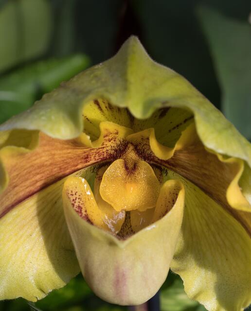 Kunstvolle Blüte