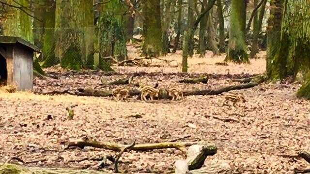 28. Februar 2019.  Im Tiergarten in  Hannover. Frischlinge.