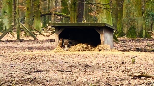 28. Februar 2019.  Im Tiergarten in  Hannover. Frischlinge.