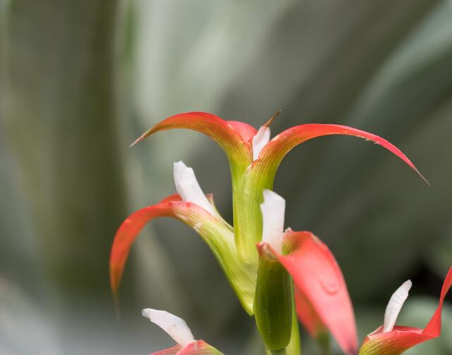 Feine Blüte in Orange