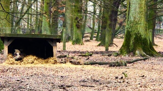 28. Februar 2019.  Im Tiergarten in  Hannover. Frischlinge.