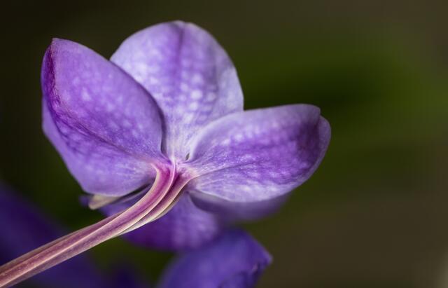 Violette Schönheit