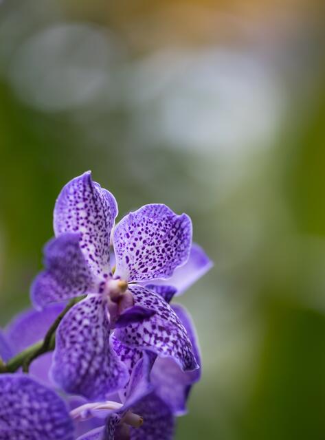 Violett mit grünem Hintergrund