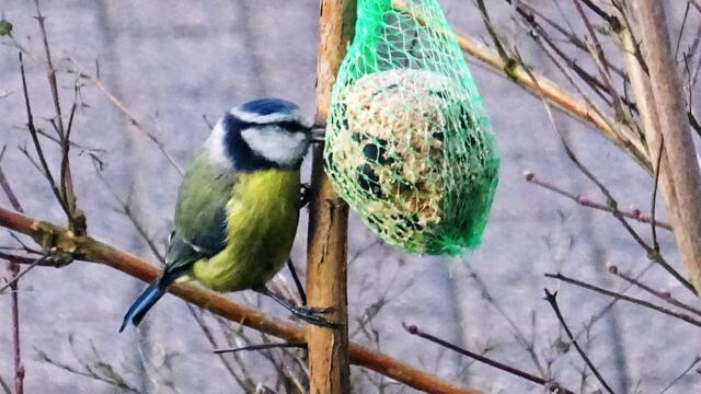 Die Blaumeise holt sich einzelne Körner aus dem Meisenknödel. Foto: Helmut Kuzina