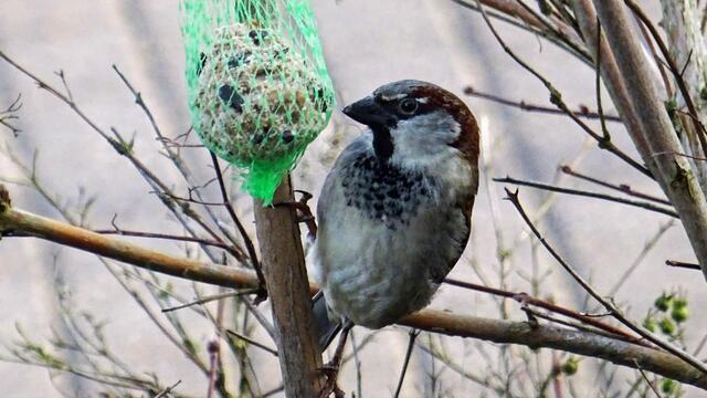 Der Spatz hämmert mit seinem Schnabel kräftig auf dem Knödel herum. Foto: Helmut Kuzina