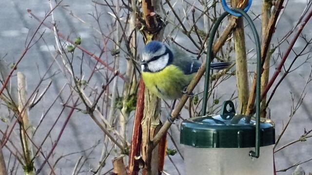 An der Futterstelle beobachtet die Blaumeise zunächst sorgfältig die Umgebung. Foto: Helmut Kuzina