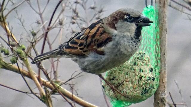 Spatzen fliegen bei der geringsten Störung von der Futterstelle weg. Foto: Helmut Kuzina