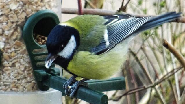 In der kalten Jahreszeit sind Kohlmeisen Vegetarier und kommen oft an die Futterröhre. Foto: Helmut Kuzina