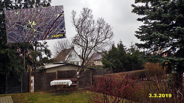 9  3.3.2019 - Sonntagsbilder - Fliederbaum (9) ! Temp: 6:08 / 9,7°C minus und 10:18 plus 12,6°C / Es werden Höchsttemperaturen von 12° (gefühlt: 9°) und mäßiger Wind (26 km/h) aus Westsüdwest mit stürmischen Böen (63 km/h) erwartet. Es kommt zu Niederschlagsmengen von 0 - 1 l/m², die Niederschlagswahrscheinlichkeit beträgt 80%, die Sonne scheint 0,5 Stunden.