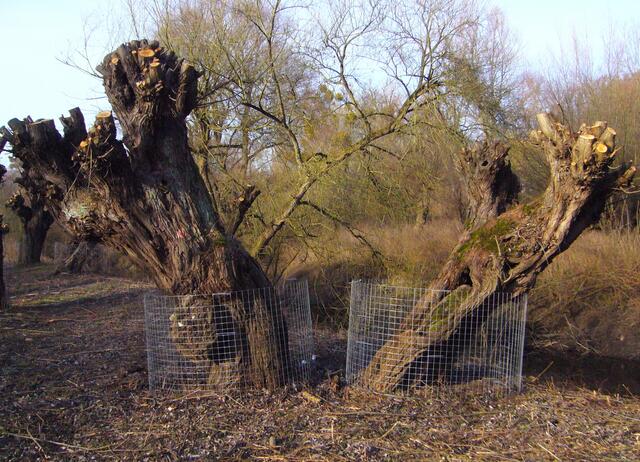 Nach dem Frühjahrsschnitt hat das Grünflächenamt einen Großteil der Bäume mit einem Schutzgitter umgeben.
