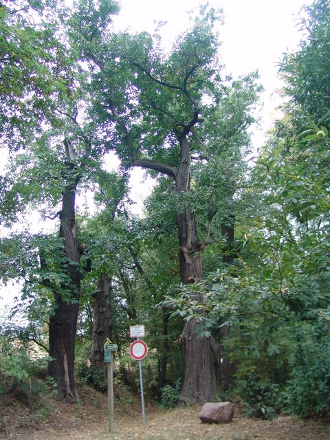 Der Stammumfang in 1,30 m Höhe beträgt ungefähr 4,15 m,seine Höhe beträgt ungefähr 20 m  . Dieser Baum wurde um das Jahr 1624 ± 40 gepflanzt, wodurch er ungefähr 395 ± 40 Jahre alt ist !