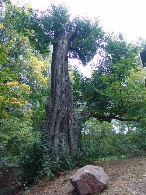Der Stammumfang in 1,30 m Höhe beträgt ungefähr 4,15 m,seine Höhe beträgt ungefähr 20 m  . Dieser Baum wurde um das Jahr 1624 ± 40 gepflanzt, wodurch er ungefähr 395 ± 40 Jahre alt ist !