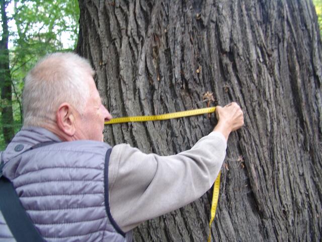 Der Stammumfang in 1,30 m Höhe beträgt ungefähr 4,15 m,seine Höhe beträgt ungefähr 20 m  . Dieser Baum wurde um das Jahr 1624 ± 40 gepflanzt, wodurch er ungefähr 395 ± 40 Jahre alt ist !