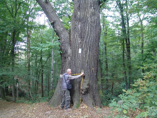 Der Stammumfang in 1,30 m Höhe beträgt ungefähr 4,15 m,seine Höhe beträgt ungefähr 20 m  . Dieser Baum wurde um das Jahr 1624 ± 40 gepflanzt, wodurch er ungefähr 395 ± 40 Jahre alt ist !