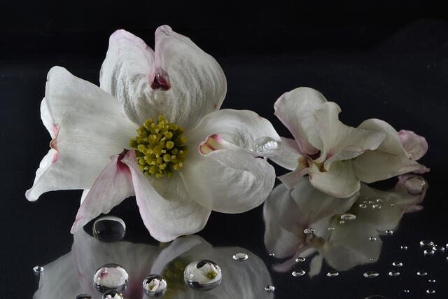 amerikanischer Blüten-Hartriegel (Cornus florida)