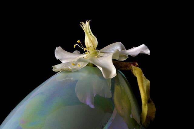 Christrose (Helleborus niger)