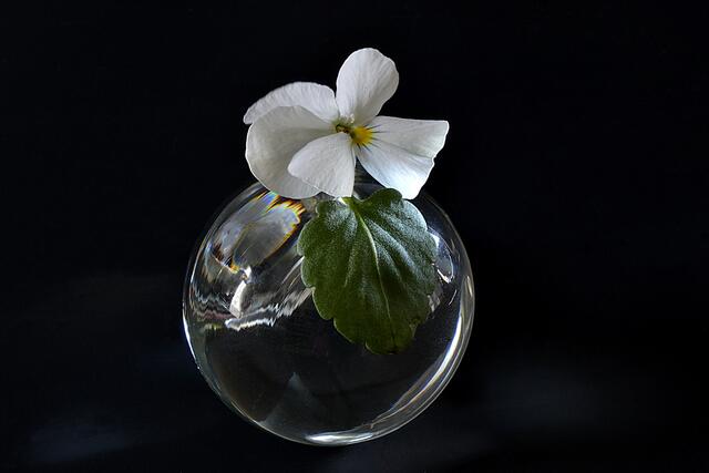 Hornveilchen (Viola cornuta)