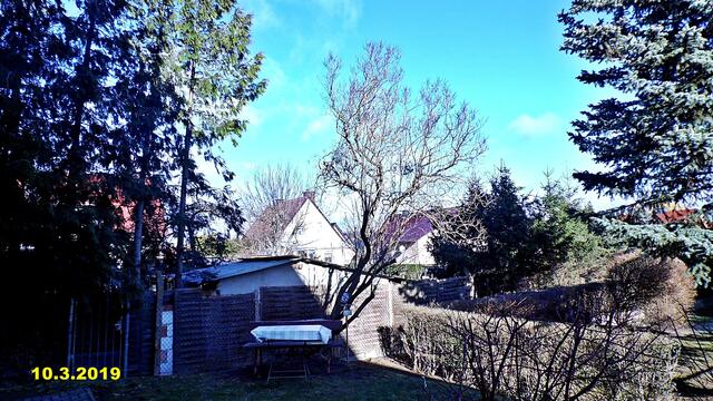 10  10.3.2019 - Sonntagsbilder - Fliederbaum (10) ! Temp: 6:38 / 7,7°C plus und 10:58 plus 9,6°C / Es werden Höchsttemperaturen von 10° (gefühlt: 6°) und frischer Wind (37 km/h) aus Südwest mit Sturmböen (76 km/h) erwartet. Es kommt zu Niederschlagsmengen von 5 - 10 l/m², die Niederschlagswahrscheinlichkeit beträgt 96%, die Sonne scheint ca. 1 Stunde. Die letzten Sonnenstrahlen am Samstag auf dem Bild, zZ. regnet es in strömen !