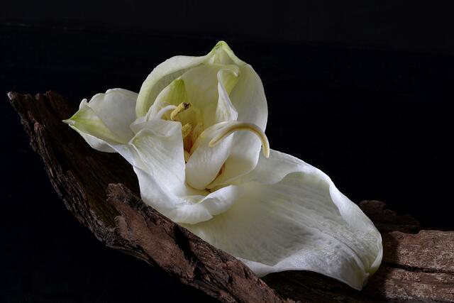 Amaryllis