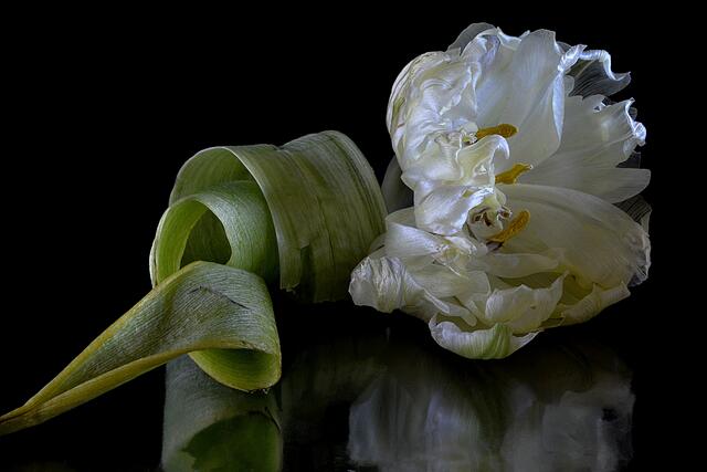 Tulpe (Tulipa)