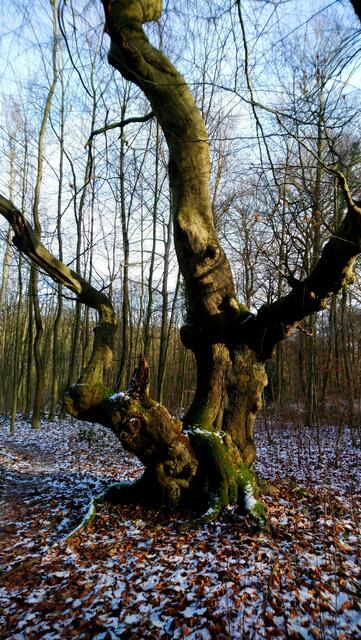 Dünne Schneeschicht und uriger Baum im Deister