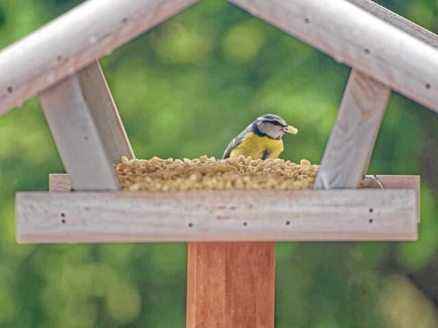 "Ich habe Angst, dass mir böse Kohlmeisen alles wegfressen!" "Ach Dagobert, du vera....t mich doch!"