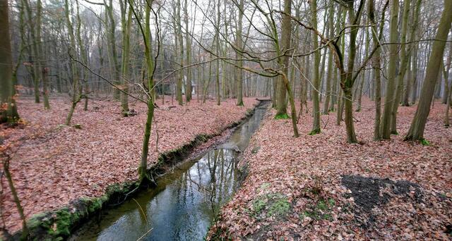 Der Hämeler Wald am Rand des Lehrter Ortsteils Hämelerwald