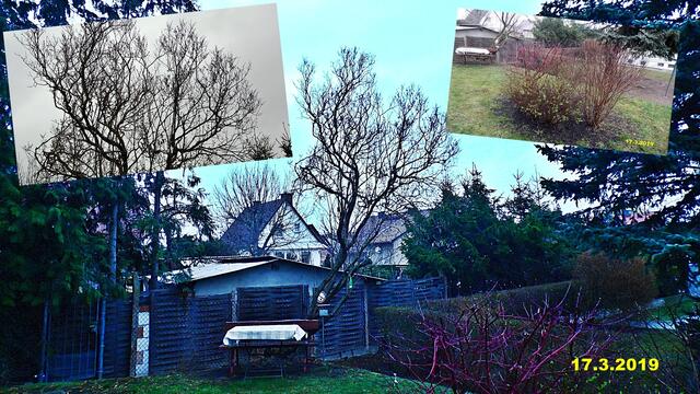 11  17.3.2019 - Sonntagsbilder - Fliederbaum (11) ! Temp: 6:18 / 7,1°C plus und 10:32 plus 14,8°C / Es werden Höchsttemperaturen von 12° (gefühlt: 9°) und frischer Wind (28 km/h) aus Westsüdwest mit Sturmböen (74 km/h) erwartet. Es kommt zu Niederschlagsmengen von ≤ 0,1 l/m², die Niederschlagswahrscheinlichkeit beträgt 60%, die Sonne scheint 4 Stunden.